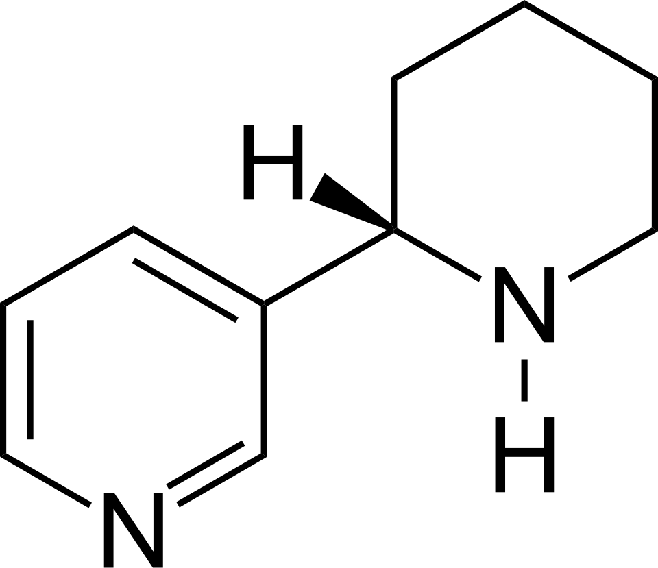 Wzór strukturalny anabazyny. Źródło: Wikimedia Commons.