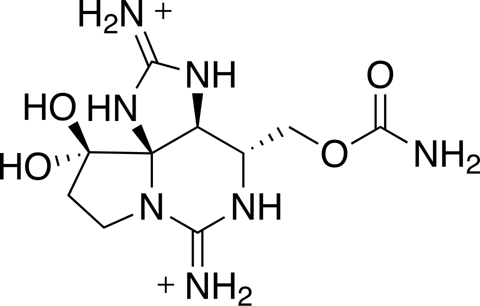 Wzór strukturalny saksytoksyny. Źródło: Wikimedia Commons.